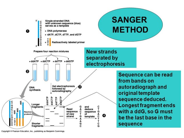sanger sequencing research paper