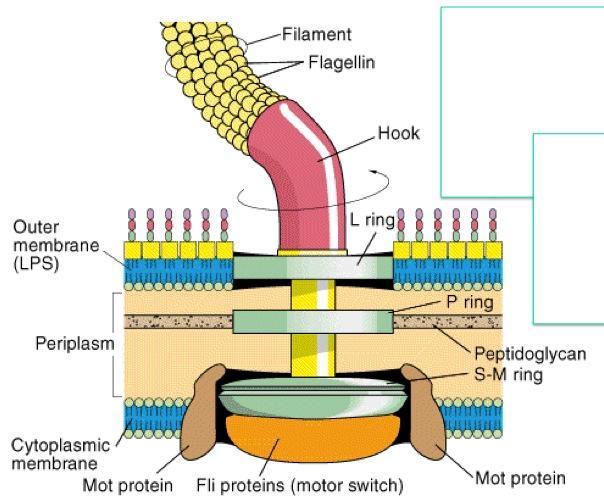 Bacterial Flagella: structure, types and function - Online Biology Notes