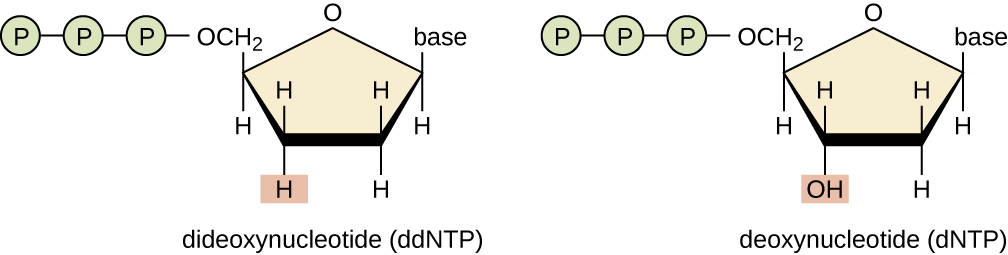 Sanger Method Of Dna Sequencing Flow Chart