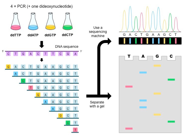 Sanger Method Of Dna Sequencing Flow Chart