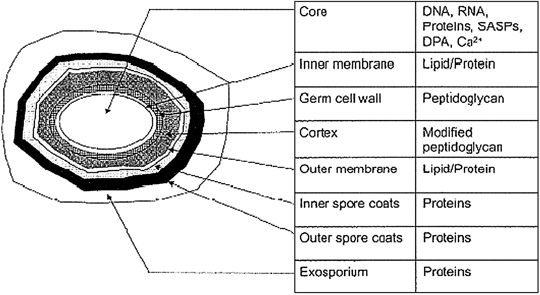 Bacterial Spore: structure, types, sporulation and ... diagram of spores 