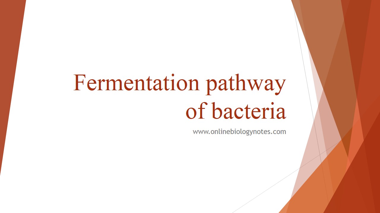 Different Fermentation pathway of bacteria - Online Biology Notes