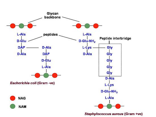 peptidoglycan structure in gram positive bacteria