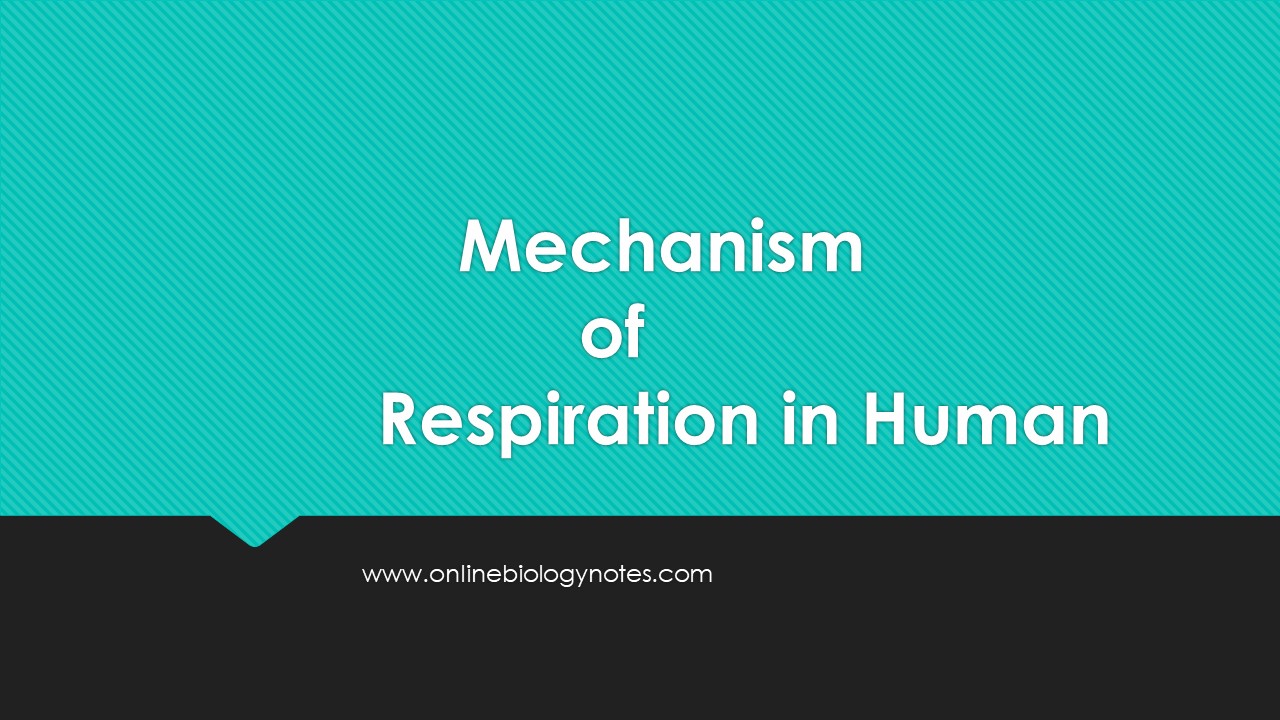 Mechanism of respiration in Human - Online Biology Notes