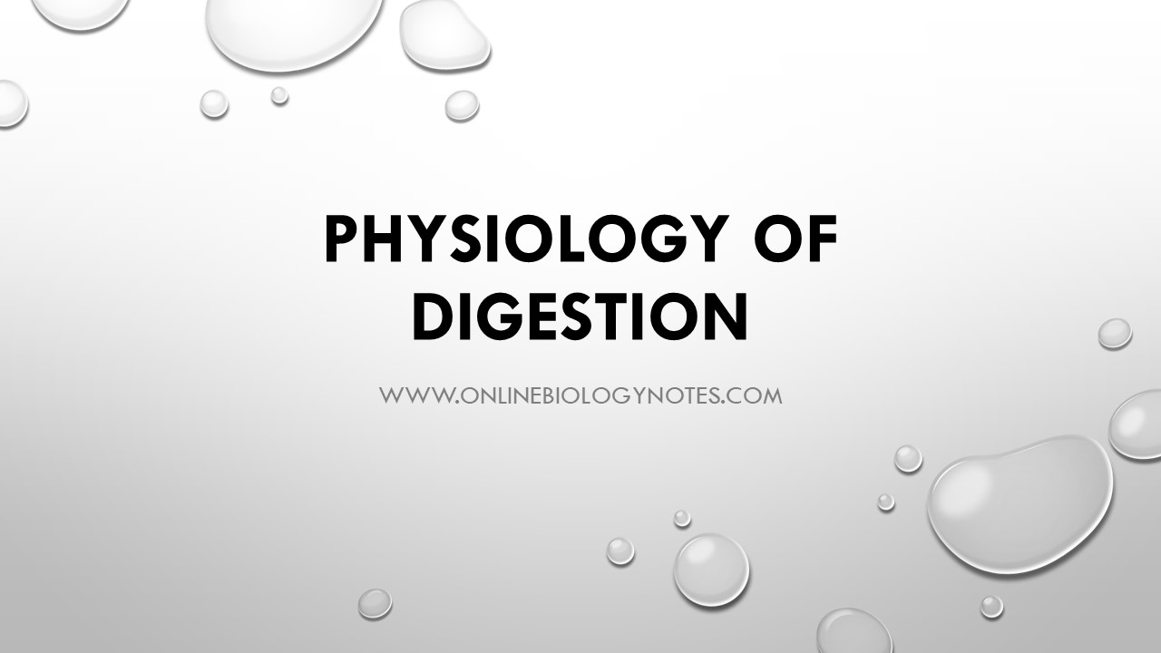 Physiology of digestion - Online Biology Notes