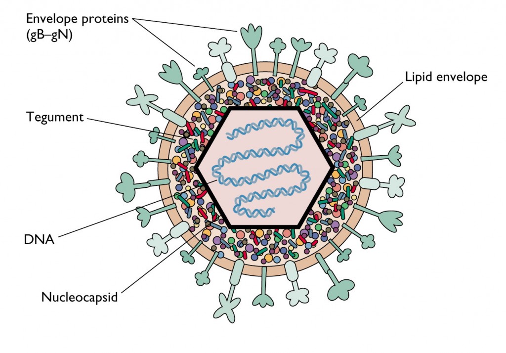 presentation on virus in biology