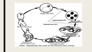Yeast: morphology and life cycle - Online Biology Notes