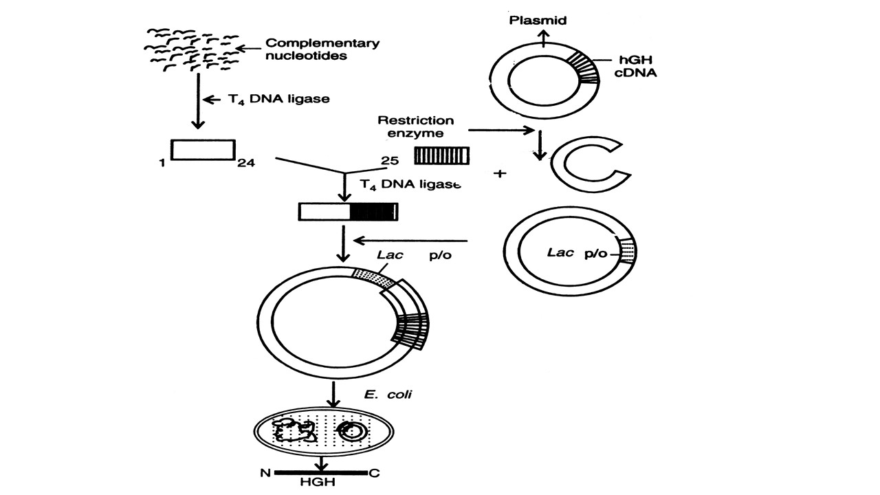 case study of growth hormone