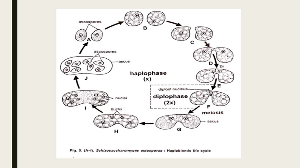 Yeast morphology and life cycle Online Biology Notes