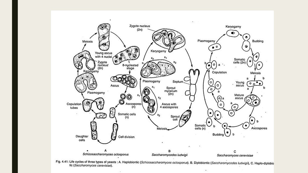 Yeast: morphology and life cycle fungi diagram 