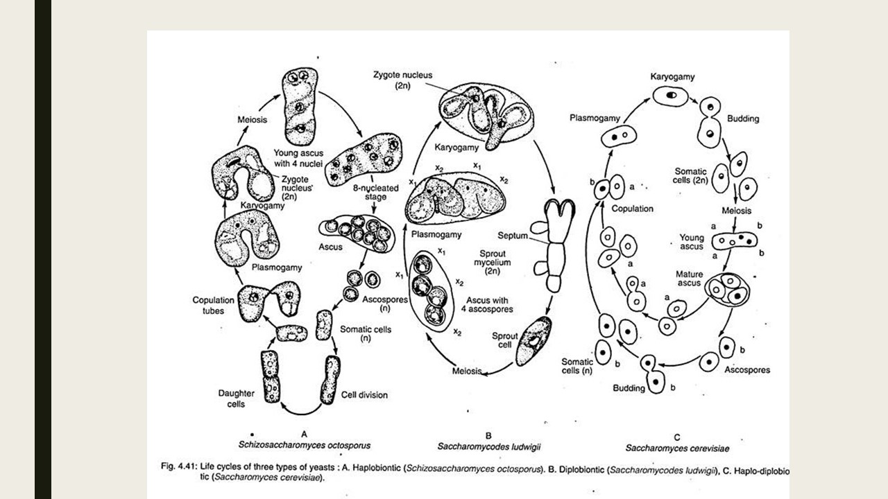 Life-cycle assessment of yeast-based single-cell protein