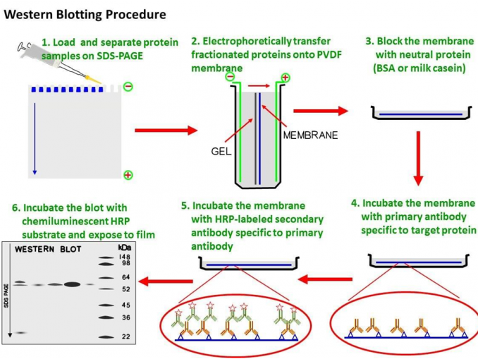 densitometry in a southern blot test