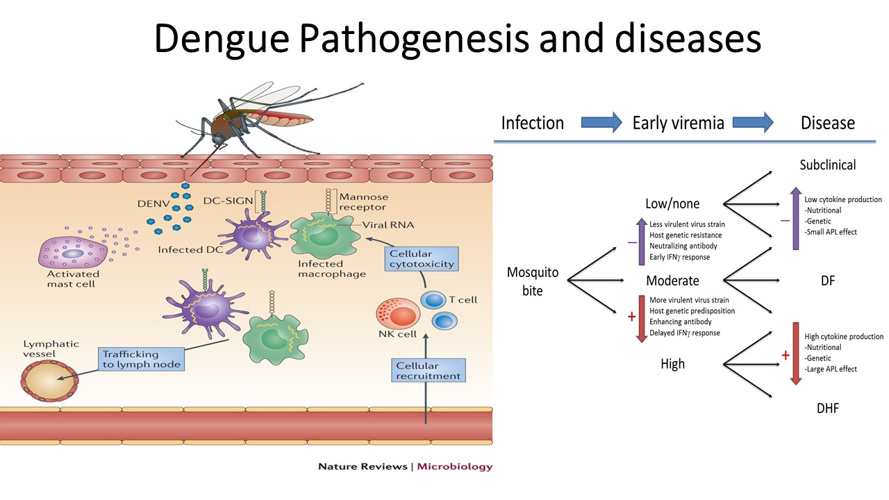 Dengue pathogenesis, clinical manifestation, lab diagnosis and