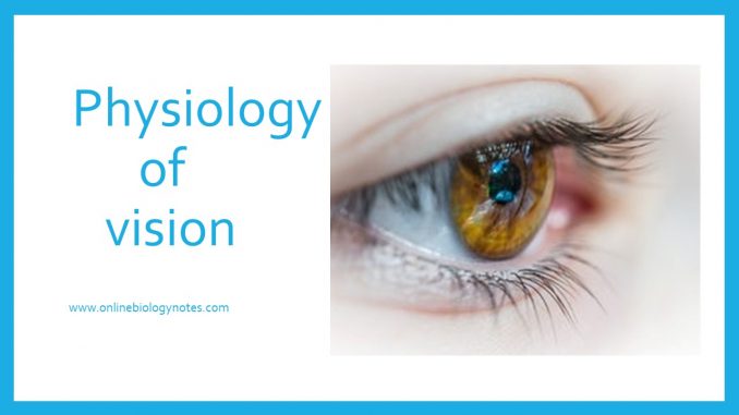 Physiology of vision  Online Biology Notes