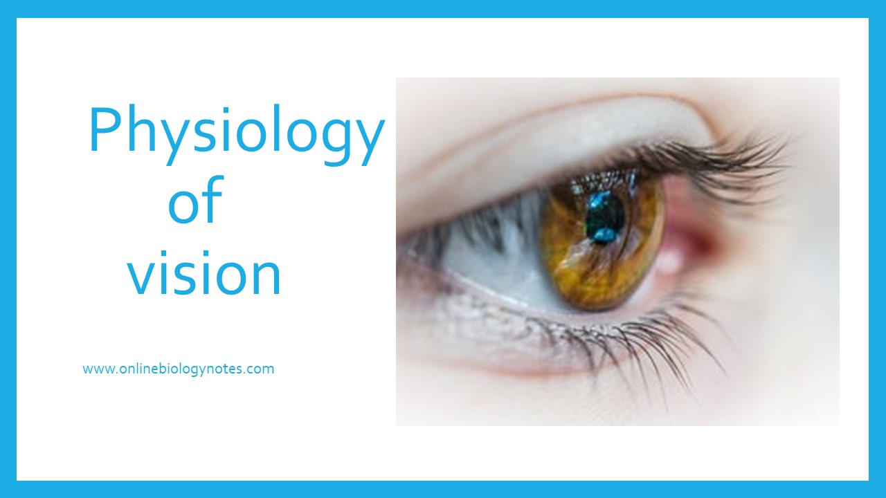 Physiology of vision - Online Biology Notes