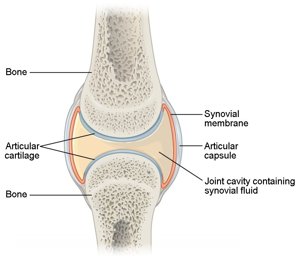 Classification of Joints - Online Biology Notes