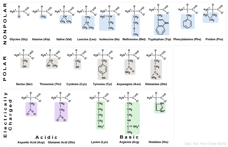 Amino Acid Structure Chart Pdf