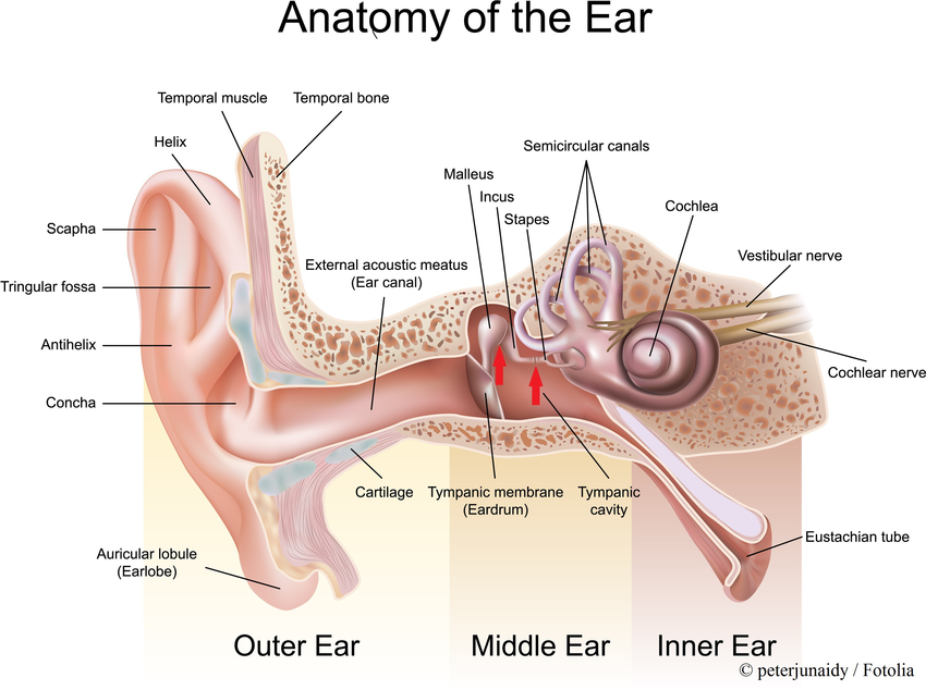 Human Ear: Structure and Anatomy - Online Biology Notes