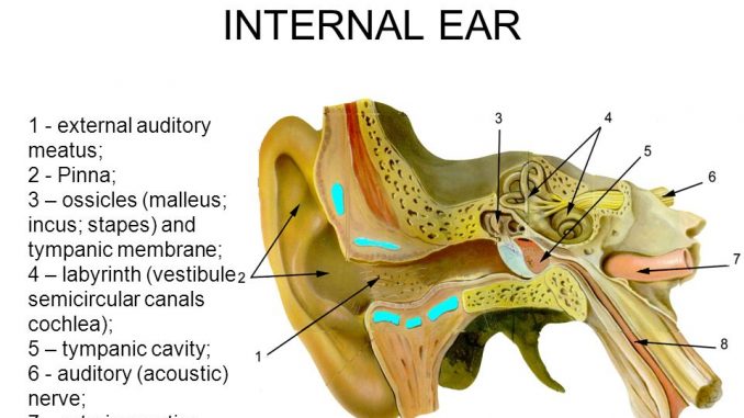 Human Ear  Structure And Anatomy