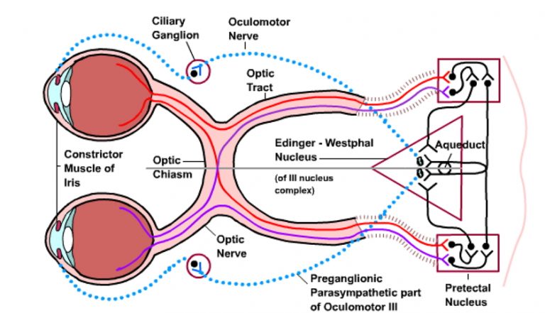Physiology of vision - Online Biology Notes