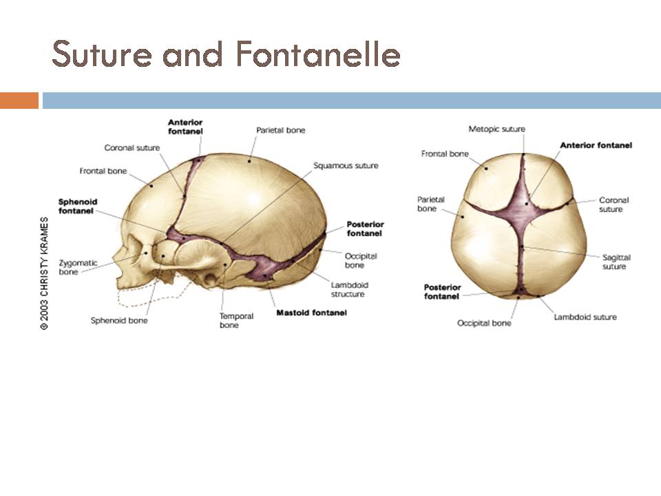 Suture and Fontanelle - Online Biology Notes