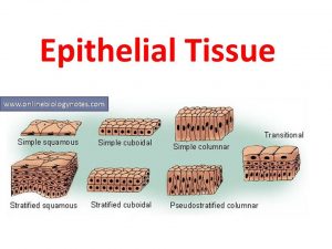 Epithelial tissue: characteristics and classification scheme and types ...