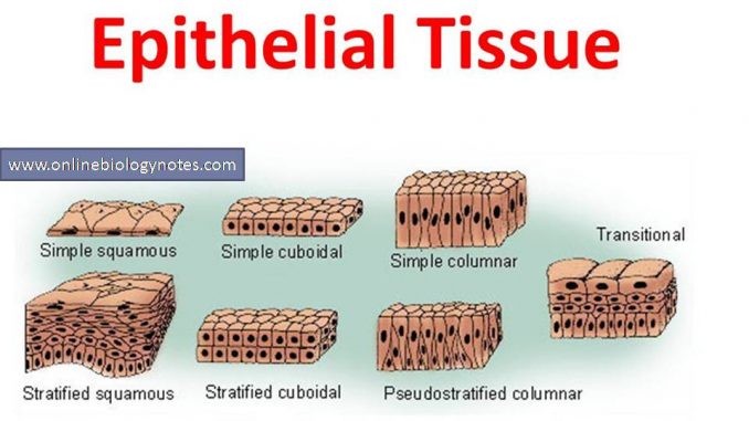 Types Of Epithelial Tissue Chart