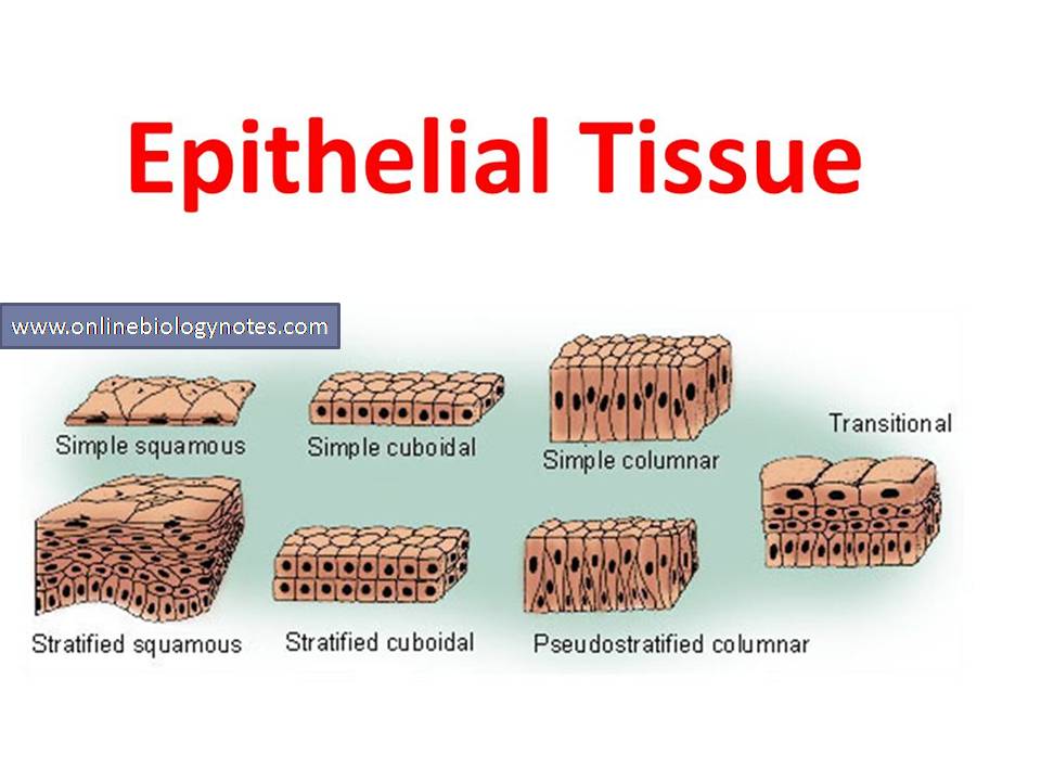 Epithelial Tissue Definition Types Functions Examples Epithelial ...