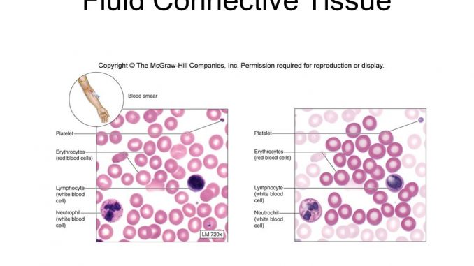 Fluid Or Liquid Connective Tissue Blood And Lymph Online
