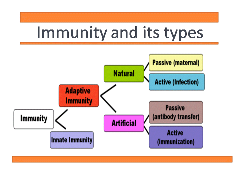 Immunity and its types: Innate and Acquired immunity ...