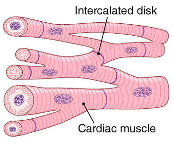 cardiac muscle tissue labeled diagram