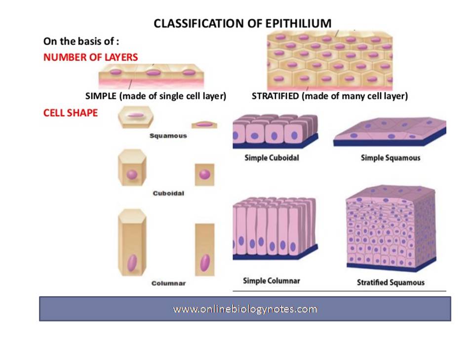 Epithelial tissue: characteristics and classification ...