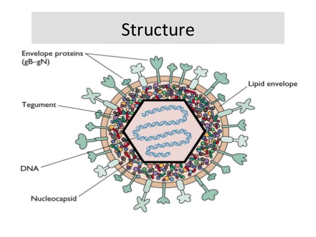 presentation of herpes simplex virus