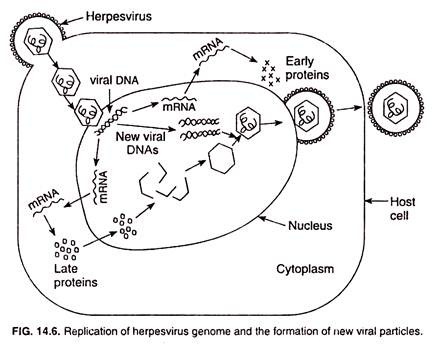 Virus replication; Outcomes and steps - Online Biology Notes