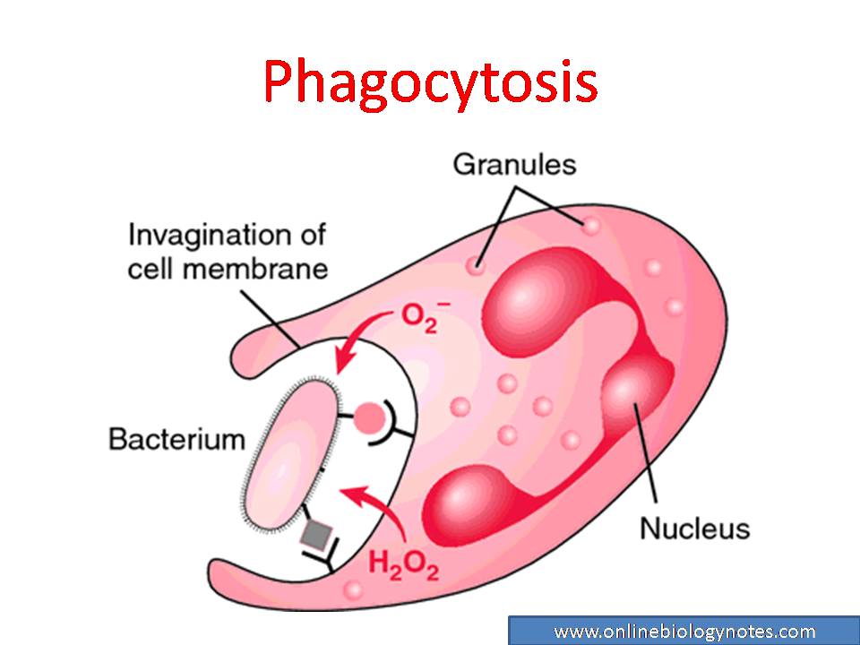 Phagocytosis or Phagocytic barrier of immune system - Online Biology Notes