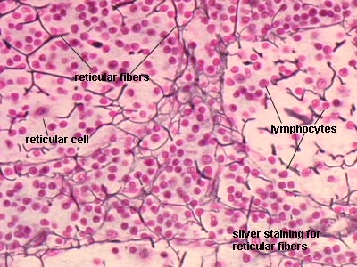 Reticular Reticulate La Formaci n Reticular Clave Del Sue o Y Reticular Reticulate La Formaci n Reticular Clave Del Sue o Y