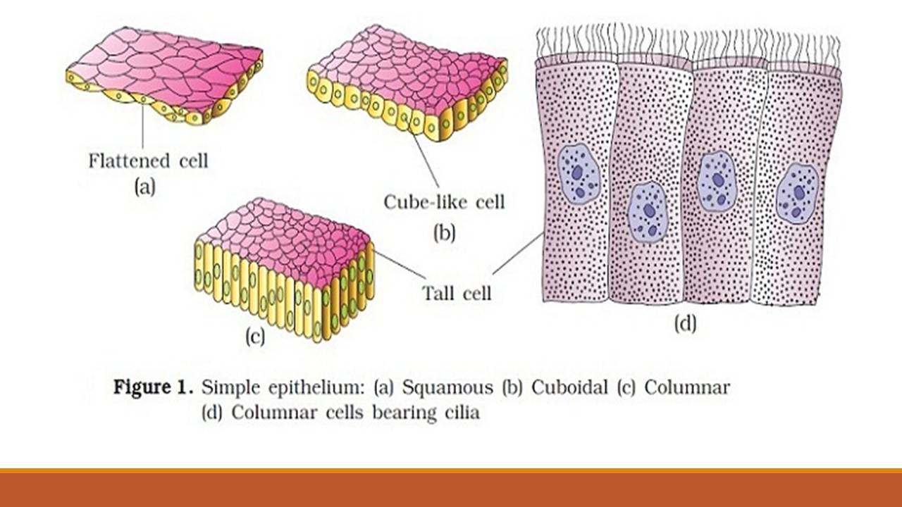 Types of epithelial tissue: simple, compound and specialized - Online  Biology Notes