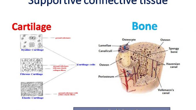 Supportive Connective Tissue Cartilage And Bone Online Biology