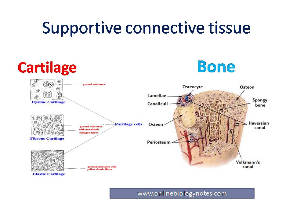 Supports bones. Cartilage and Bone. Lamellar. Bone Tissue.