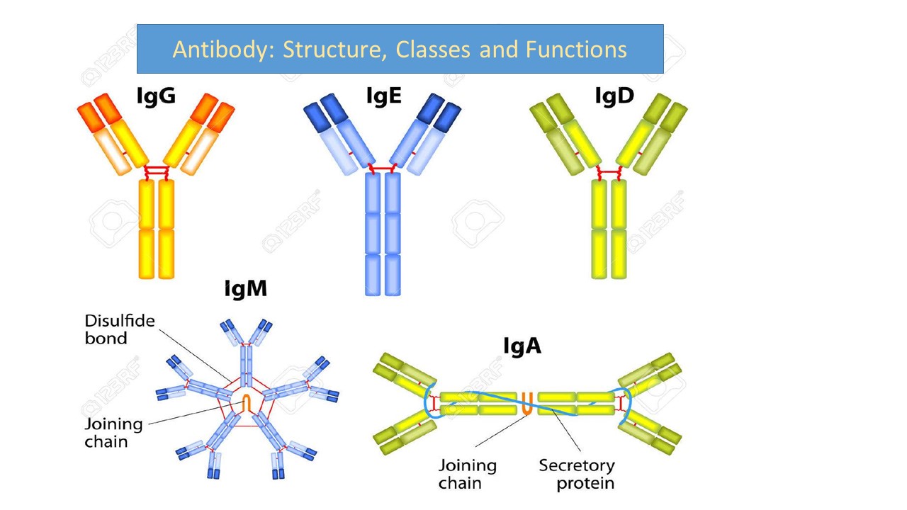Иммуноглобулин g о чем говорит. Строение иммуноглобулинов иммунология. Классы иммуноглобулинов микробиология. Классы антител IGG, IGM, iga,IGE.. Классификация иммуноглобулинов иммунология.