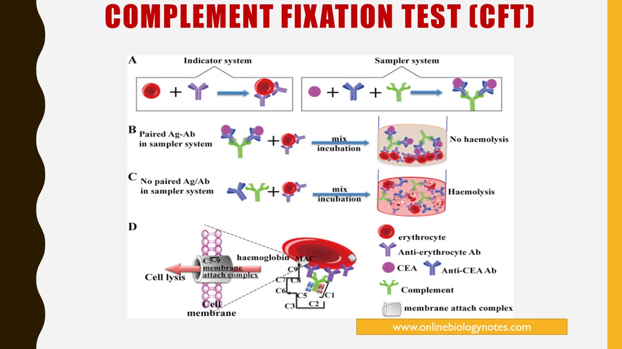 complement fixation test principle procedure limitations result interpretation applications biology onlinebiologynotes