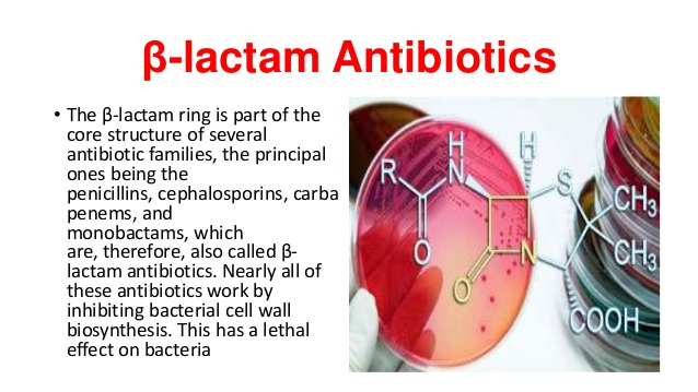 what does the beta lactam antibiotic do