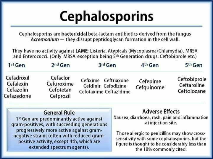 fantom affald politi Cephalosporin: structure, classification, clinical use and mode of action -  Online Biology Notes