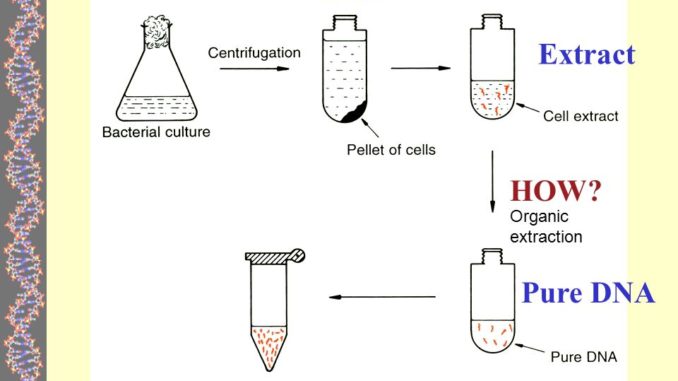 DNA extraction from E. coli: materials required and protocol - Online  Biology Notes