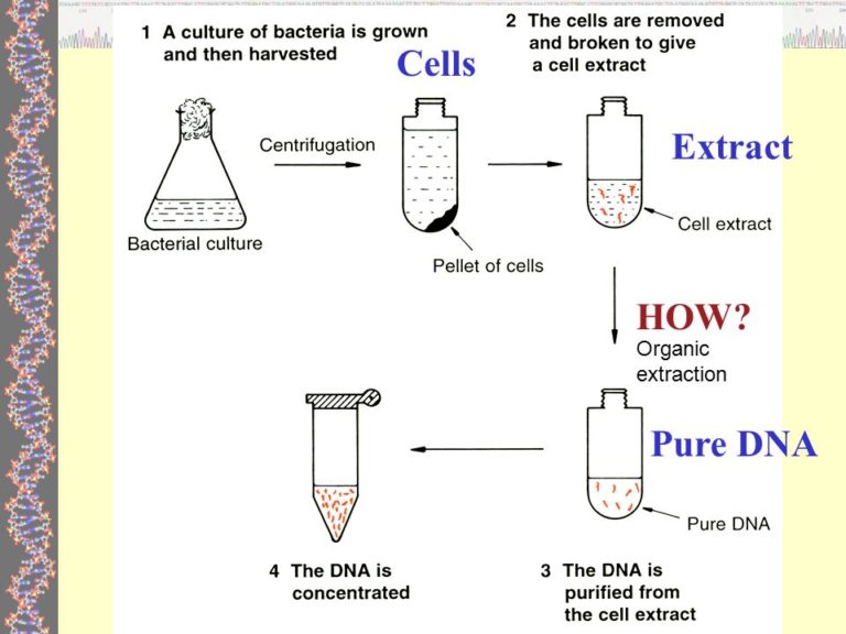 dna-extraction-from-gram-positive-bacteria-staphylococcus-aureus