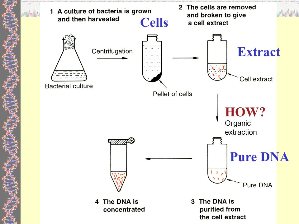 DNA extraction from E. coli: materials required and protocol - Online