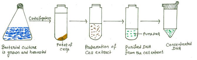 DNA extraction from Gram Positive bacteria (Staphylococcus aureus):  materials required and protocol - Online Biology Notes