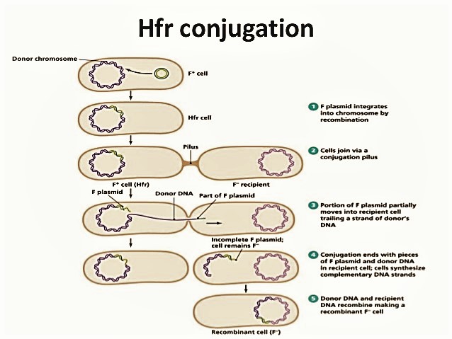 High frequency recombination (Hfr) cell conjugation and F-prime (F') cell -  Online Biology Notes