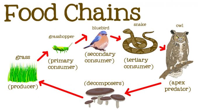 Food chain, trophic levels and flow of energy in ecosystem - Online Biology Notes