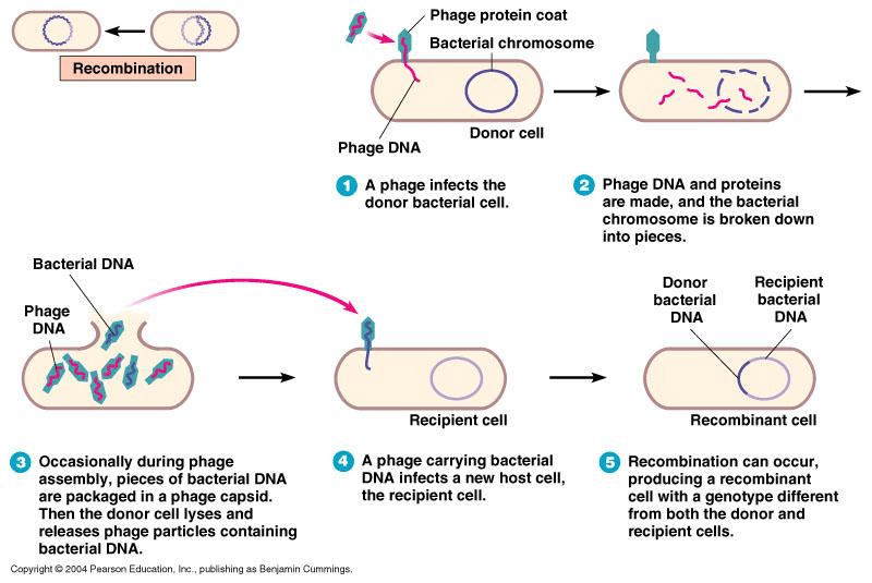 Transduction: generalized and specialized transduction - Online Biology  Notes